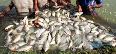 ২০২২ সাল নাগাদ বিশ্বে  মাছ চাষে  শীর্ষে অবস্থান করবে বাংলাদেশ : মৎস্য সম্পদ মন্ত্রী