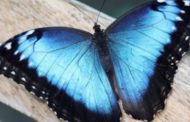 বিশ্বের ক্ষুদ্রতম বিস্ময় পারস্য উপসাগরের নীল প্রজাপতি