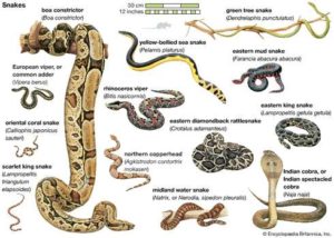 Snakes Drawing Image 300x214 